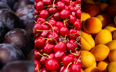 La fruta de hueso mantiene un buen nivel de comercialización, con salidas fluidas