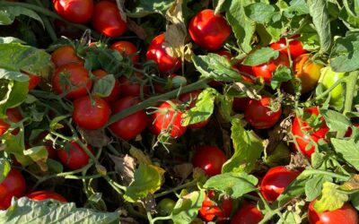Inicio de la campaña del tomate para las conserveras del Valle del Ebro