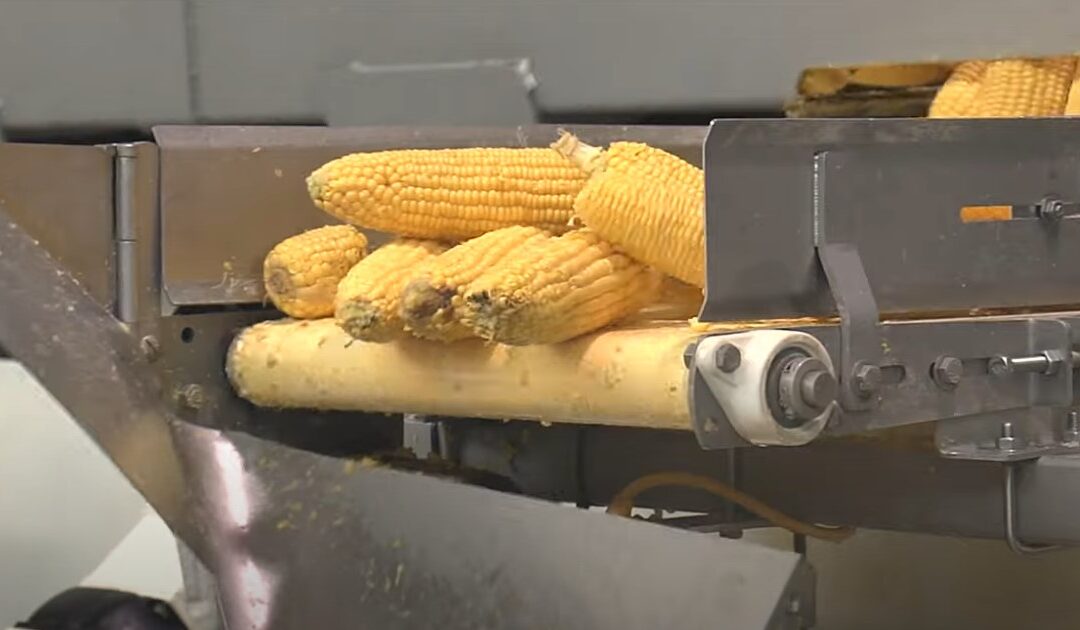 ALINAR, UAGN y UCAN piden frenar el importante aumento de importaciones de maíz dulce procedentes de China