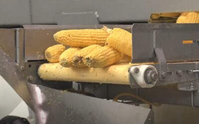 ALINAR, UAGN y UCAN piden frenar el importante aumento de importaciones de maíz dulce procedentes de China